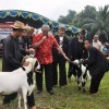 Bupati Kuningan, H AcepPurnama saat membuka seni ketangkasan domba.